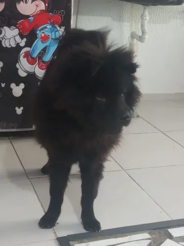 Chowchow raça pura para cruzar primeira linha da de filhote quero um casal 