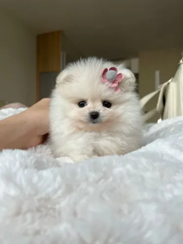 Filhote Lulu da Pomerânia Fêmea Chegando para Alegrar