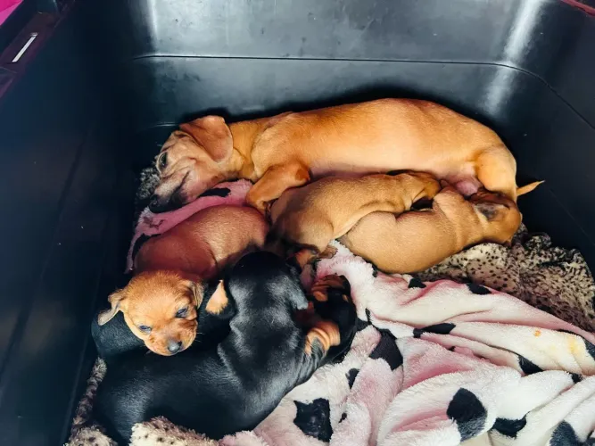 Vendo dachshund (salsicha)