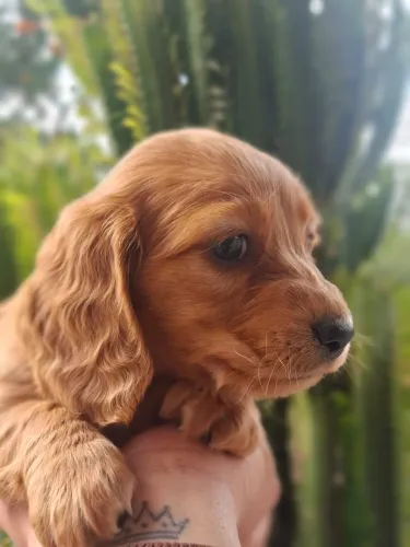 Dachshund Femea pelo longo