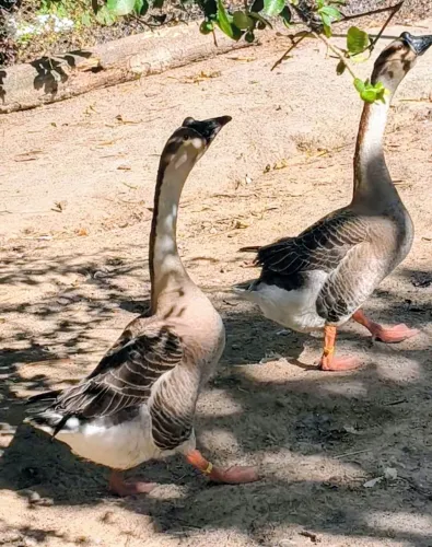 Casal de gansos sinaleiros