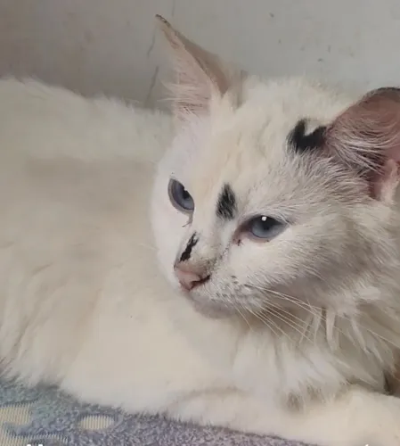 Gata castrada