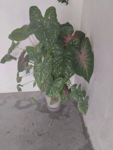 Vendo vaso com planta caladium