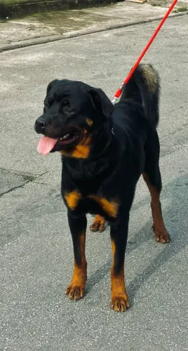 Doação rottweiler 11 meses