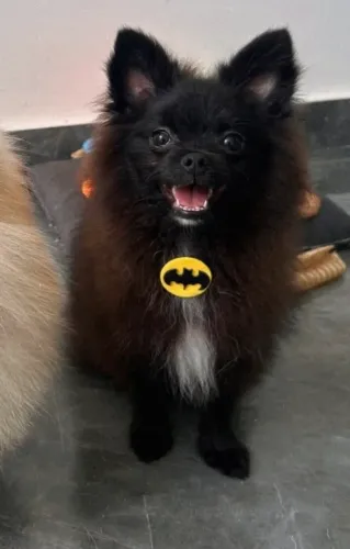 FILHOTE LULU DA POMERANIA