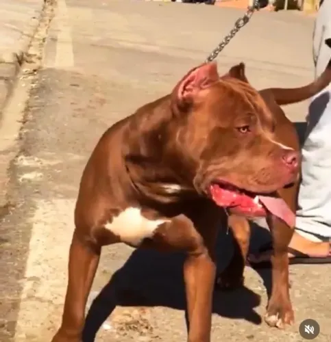Doação Pit  monster 