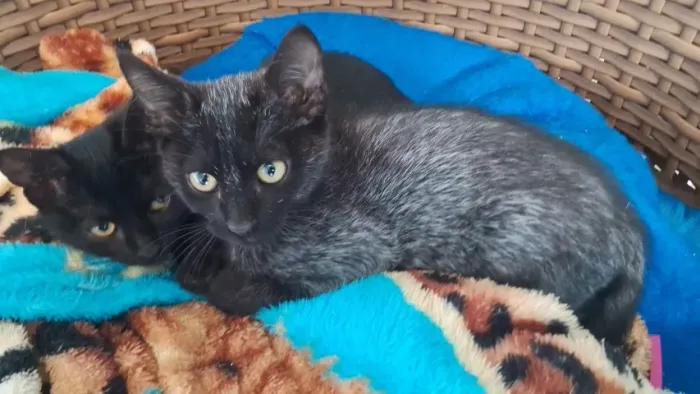 Doa-se gatinhos um macho e uma fêmea castrados apenas lares telados