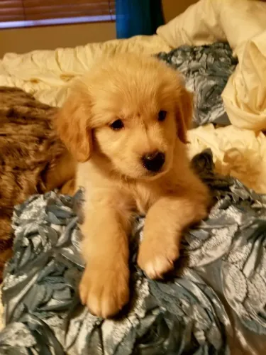 Golden Retriever adorável