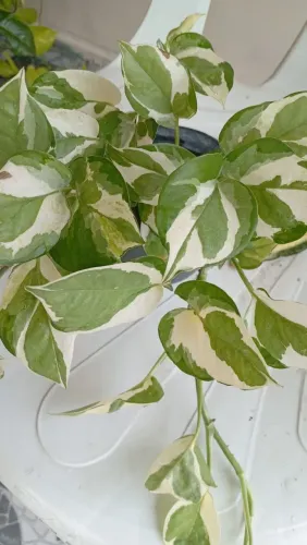 Plantas ornamentais ?