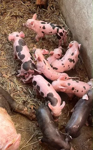 Doação