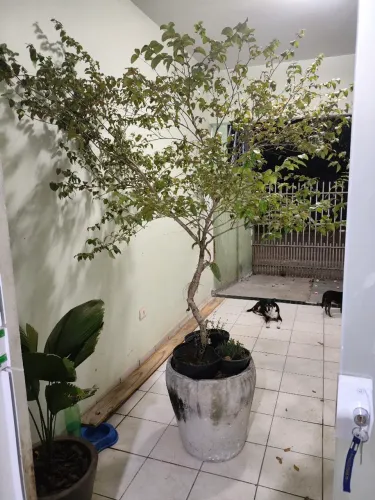 Vaso com planta ( pé de pitanga)