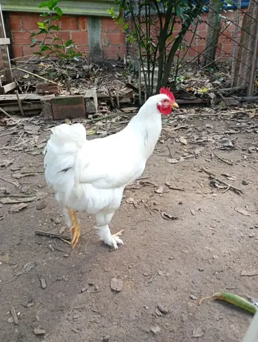 Frangos Brahma 
