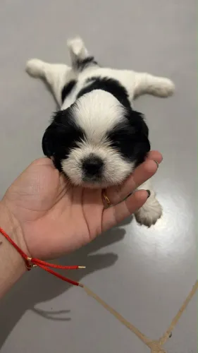 Vendo filhote de shih tzu
