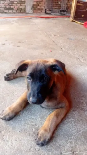 Vendo filhotes pastor malinois 