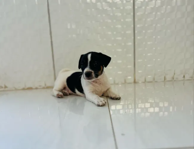Filhote fêmea de Jack Russel CBKC