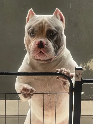 Cobertura American Bully merle 