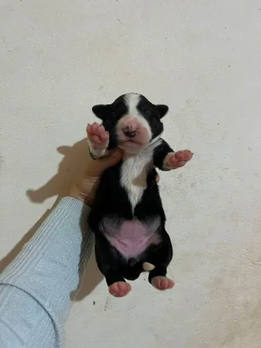 Cachorro