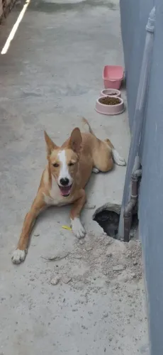 DOAÇÃO PET CADELINHA ( MOTIVO VIAGEM )