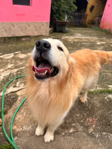 Doa se Macho Golden Retriever