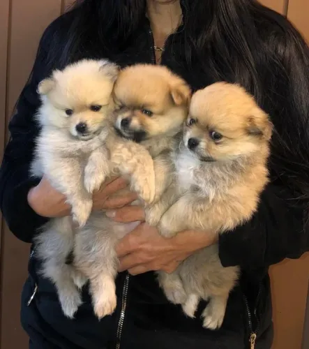 Vendo lindos machinhos de Lulu 