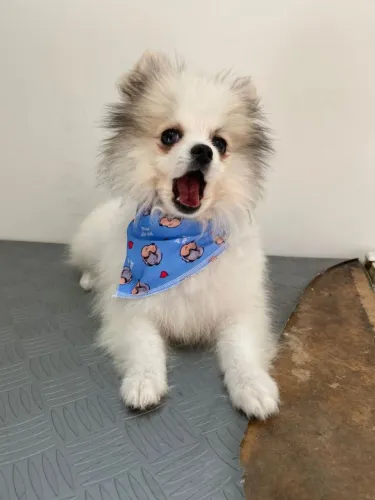 Lulu da Pomeránea