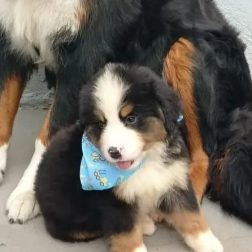 Filhotes de Bernese | Filhotes que adoram carinho.