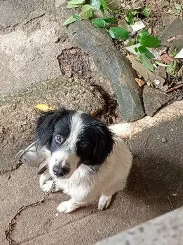Cachorro doação 