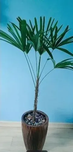 Vaso De Cimento Com Palmeira Ráfia e Decoração Pedras Roladas Coloridas