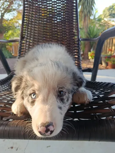 Border Collie filhote