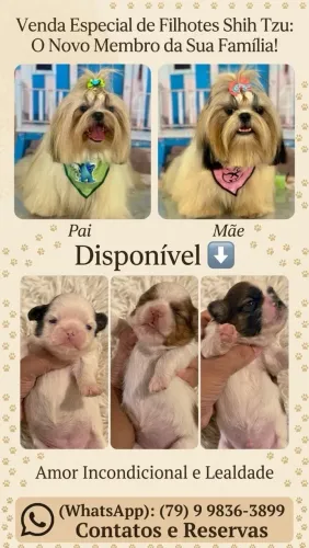 Lindos filhotes de shihtzu