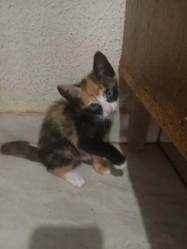 Doação gatinho