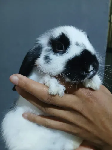 Coelhinho filhote coelho mini lop