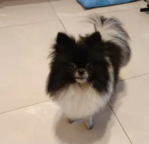 Vendo Spitz fêmea
