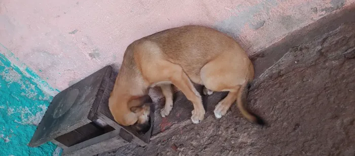 cachorro lindo pra doaçao macho