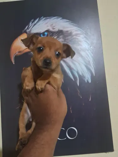 Pinscher fêmea e macho
