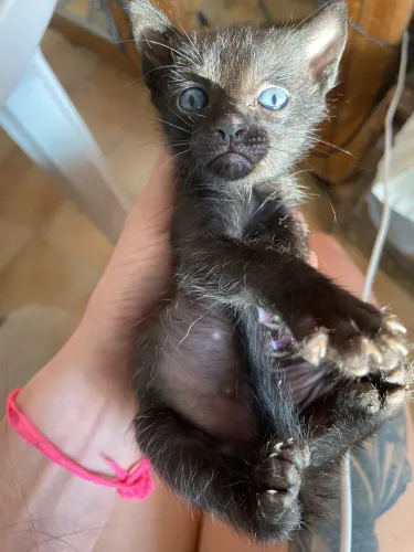 Doação filhotes gatinhos