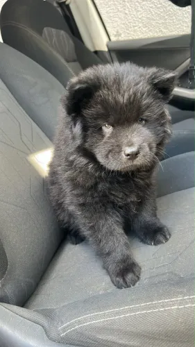 Filhotes de Chow Chow - Raça Pura