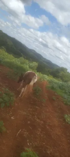 Égua Pampa, encilhada