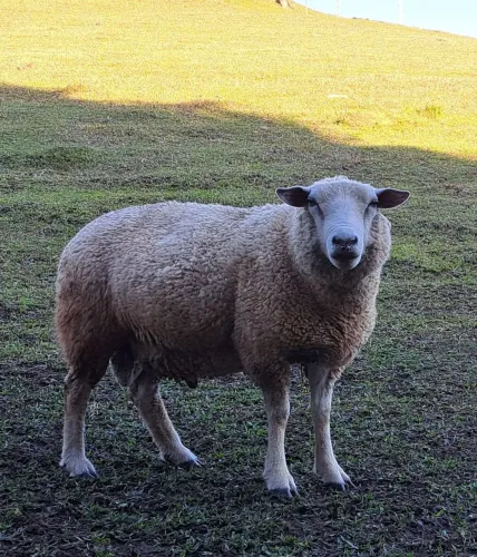 Carneiro Reprodutor Texel 