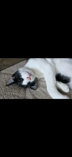 URGENTE - Gata fêmea para doação