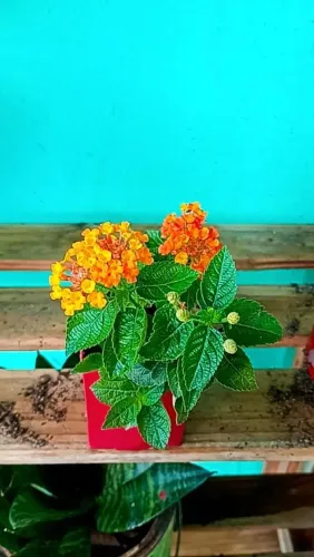 Plantas ornamentais 