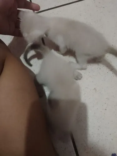 Estou doando esses lindos gatinhos 