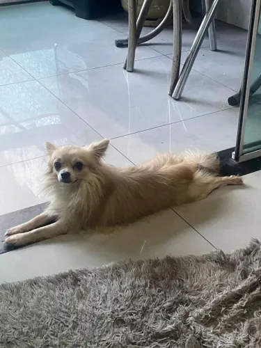 Adoção de chihuahua peludo
