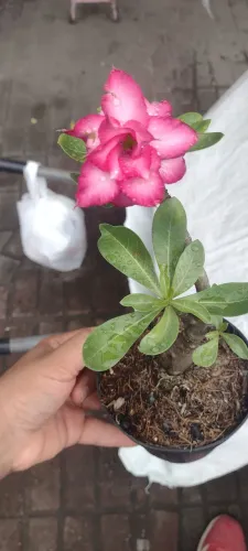 Rosa do deserto ROSA DOBRADA DE SEMENTE