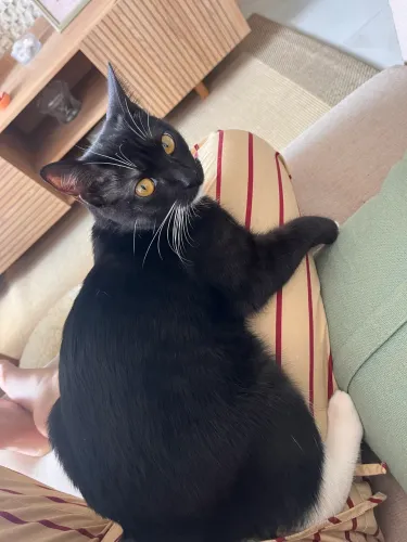 Doação de gata extremamente dócil e carinhosa 