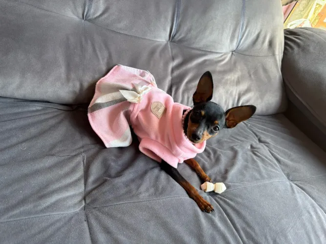 Pinscher fêmea