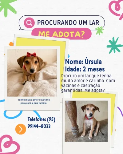 Doa-se filhote fêmea - vacinação e castração garantidas