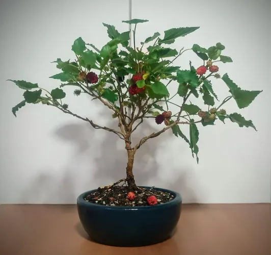 Bonsai de Amora 3 anos produzindo.