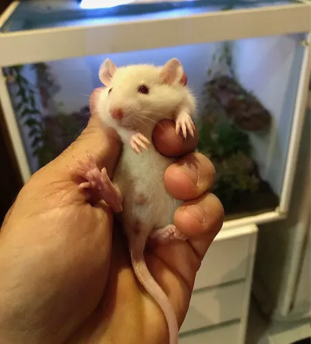 Ratos Twisters