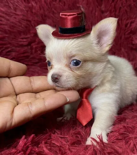 VENDA CHIHUAHUA MACHO PELO LONGO